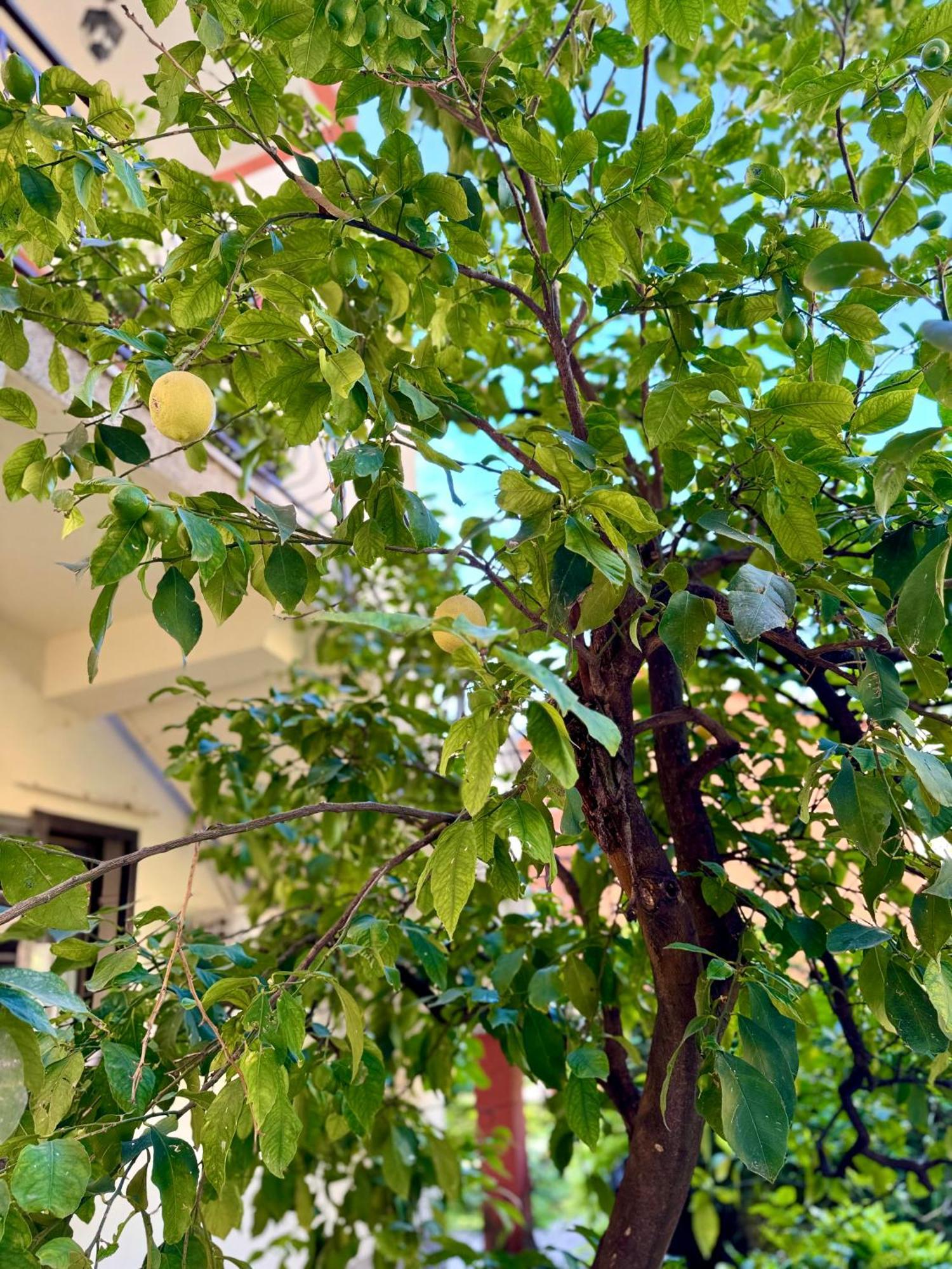 Harmony Garden Apartments Котор Экстерьер фото